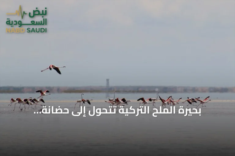بحيرة الملح التركية تتحول إلى حضانة جماعية لآلاف فراخ الفلامينغو