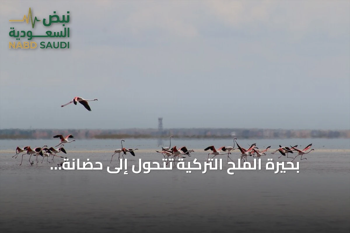 بحيرة الملح التركية تتحول إلى حضانة جماعية لآلاف فراخ الفلامينغو