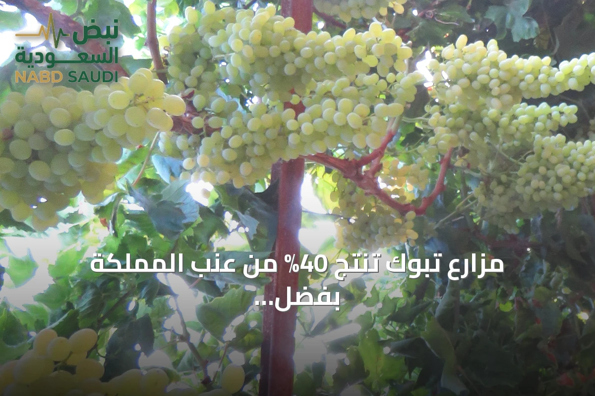 مزارع تبوك تنتج 40% من عنب المملكة بفضل 1.5 مليون شجرة مثمرة