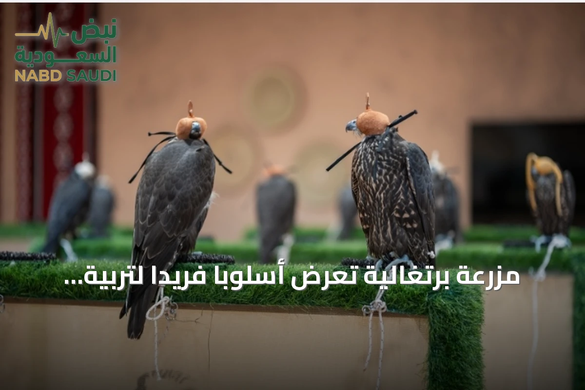 مزرعة برتغالية تعرض أسلوباً فريداً لتربية صقور السباقات في المزاد الدولي