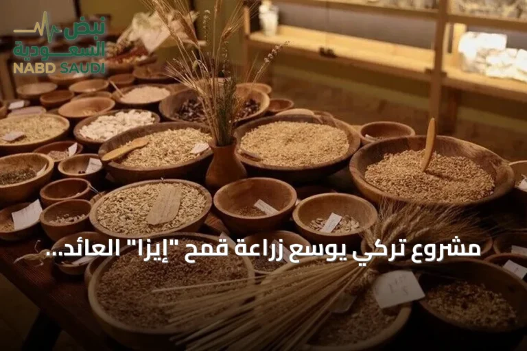 مشروع تركي يوسّع زراعة قمح "إيزا" العائد إلى 12 ألف عام