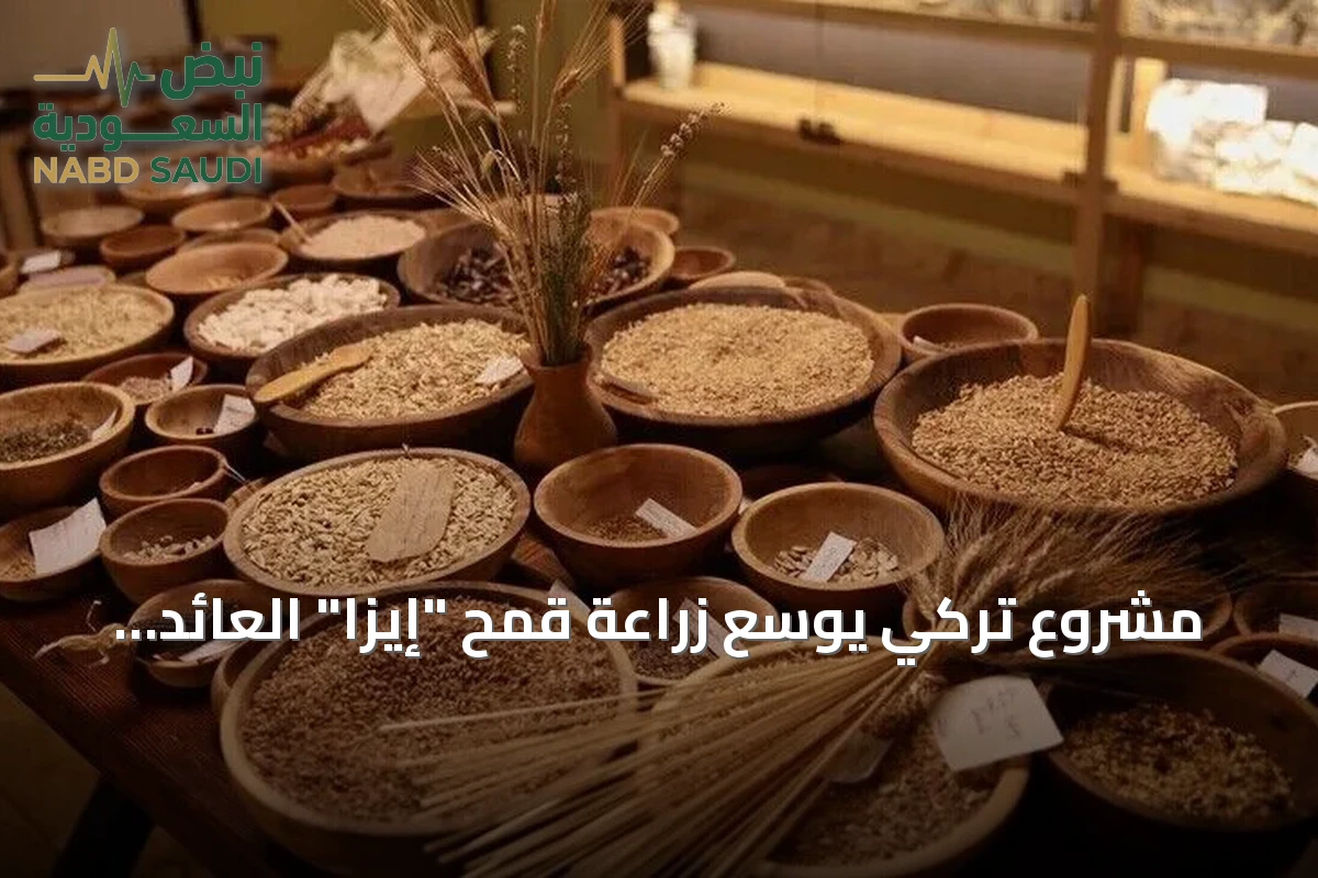 مشروع تركي يوسّع زراعة قمح "إيزا" العائد إلى 12 ألف عام