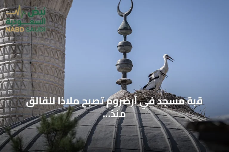 قبة مسجد في أرضروم تصبح ملاذًا للقالق منذ أربع سنوات
