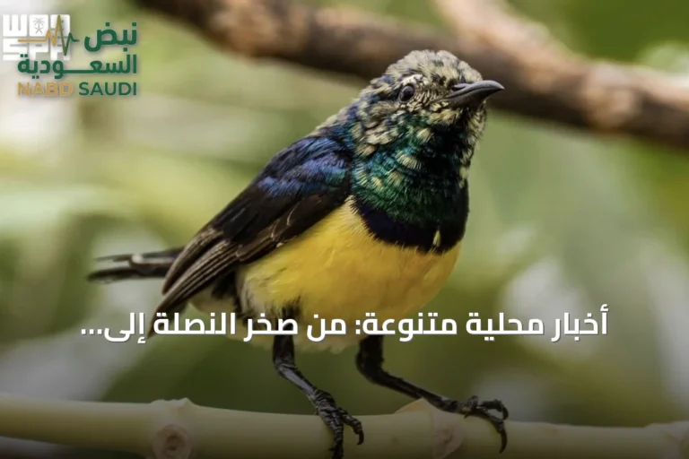 أخبار محلية متنوعة: من صخر النصلة إلى فلامنجو جازان