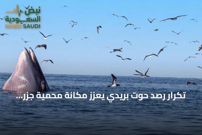 تكرار رصد حوت بريدي يعزز مكانة محمية جزر فرسان كوجهة للحياة الفطرية
