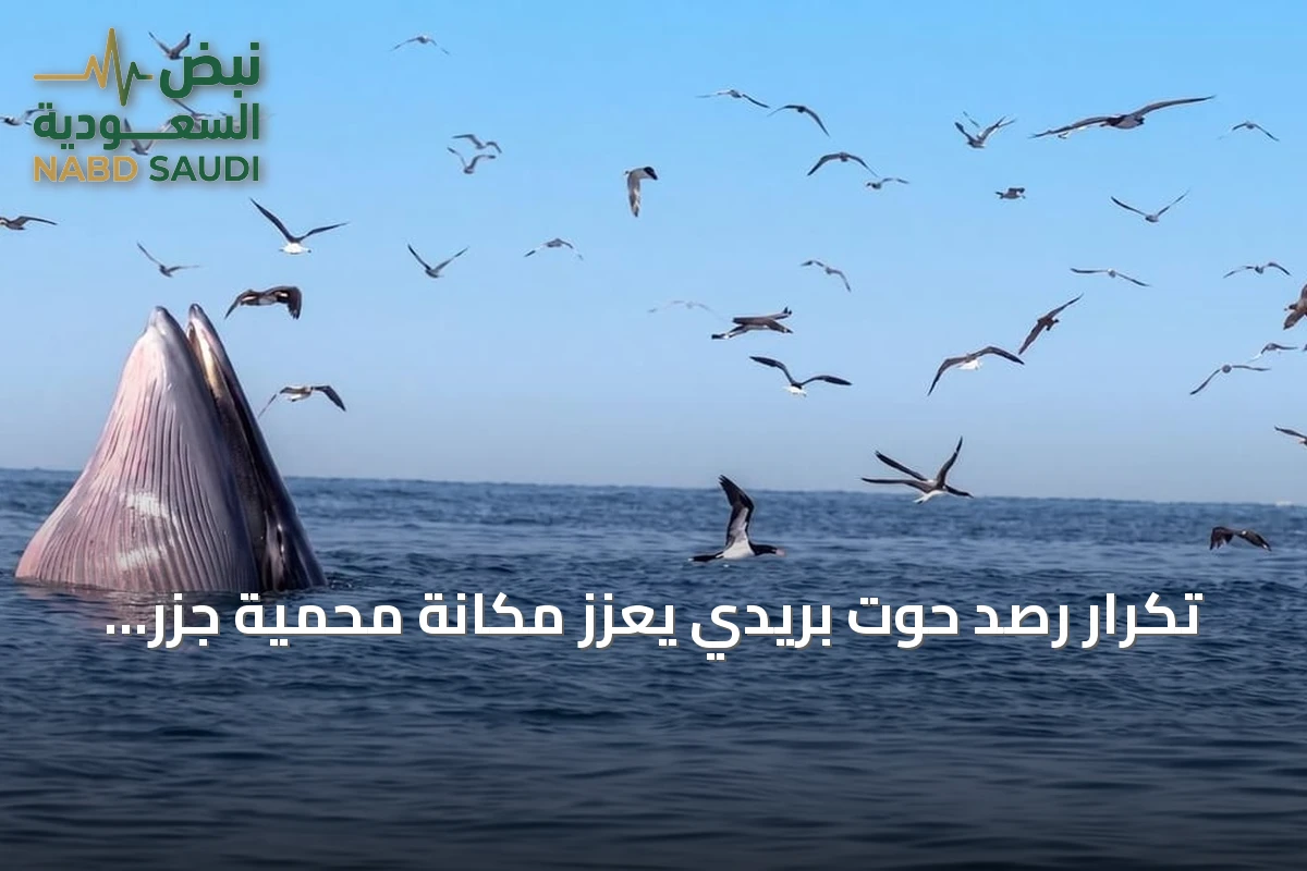 تكرار رصد حوت بريدي يعزز مكانة محمية جزر فرسان كوجهة للحياة الفطرية