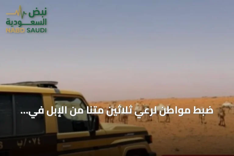 ضبط مواطن لرعي ثلاثين متنًا من الإبل في مناطق محظورة تتبع محمية الإمام تركي بن Abdullah