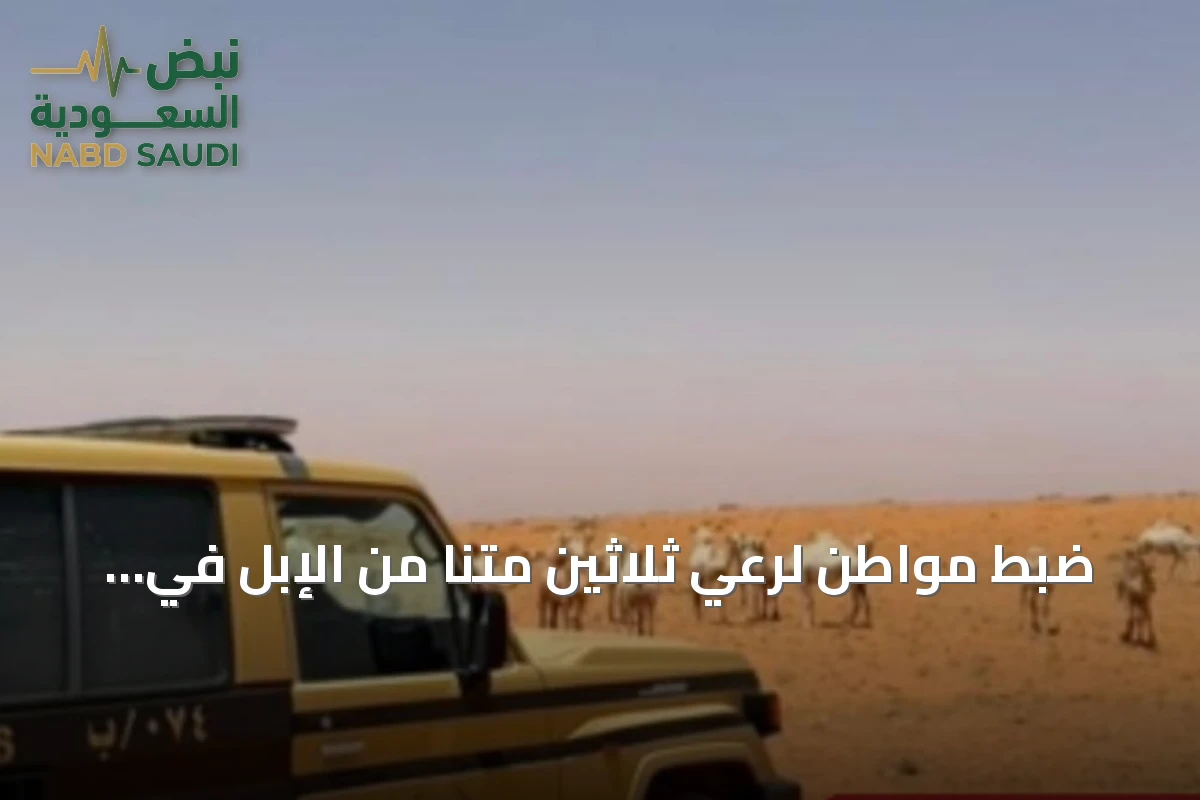 ضبط مواطن لرعي ثلاثين متنًا من الإبل في مناطق محظورة تتبع محمية الإمام تركي بن Abdullah