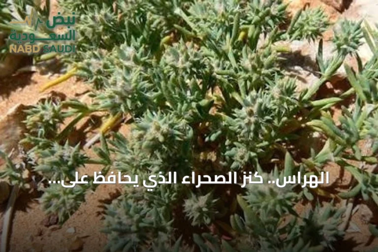 الهراس.. كنز الصحراء الذي يحافظ على التوازن البيئي