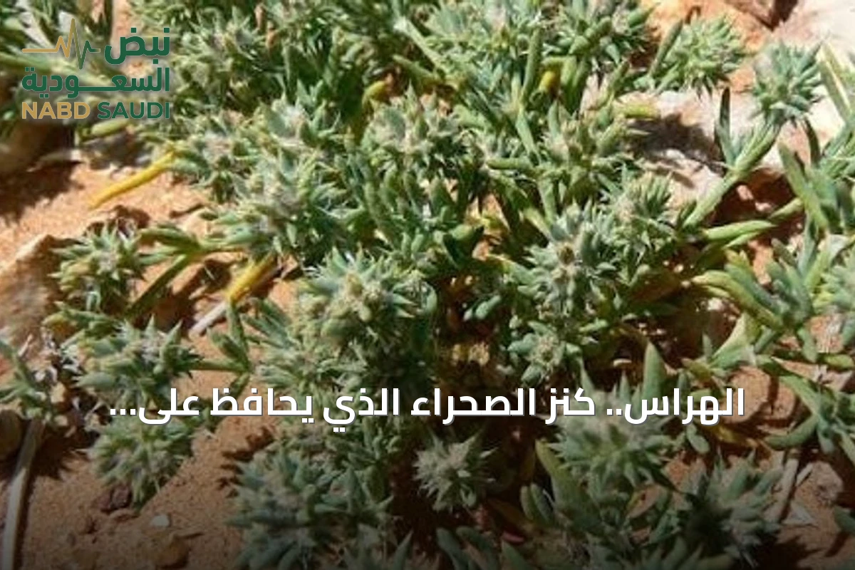الهراس.. كنز الصحراء الذي يحافظ على التوازن البيئي