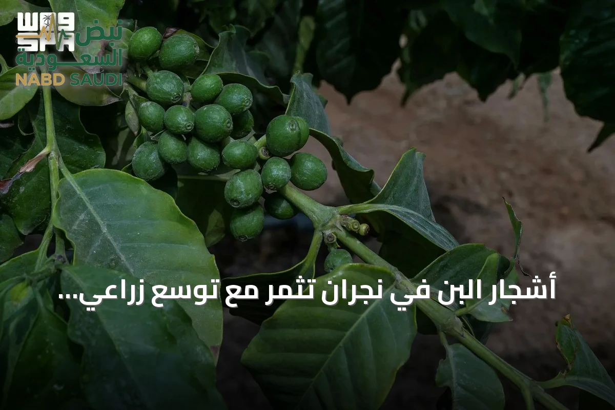 أشجار البُن في نجران تُثمر مع توسّع زراعي يتجاوز 100 ألف شجرة