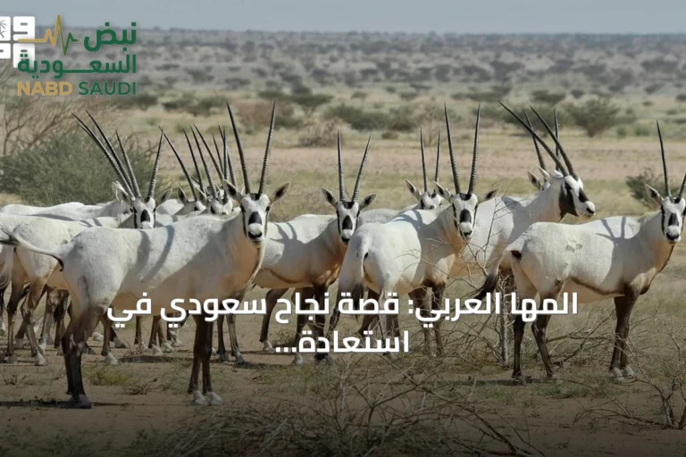 المها العربي: قصة نجاح سعودي في استعادة نوع صحراوي مهدد