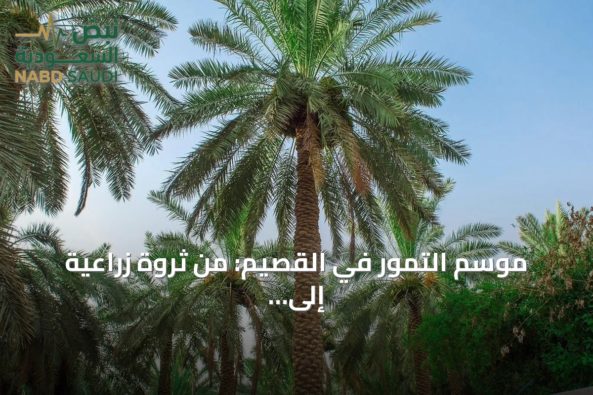 موسم التمور في القصيم: من ثروة زراعية إلى قوة اقتصادية شاملة