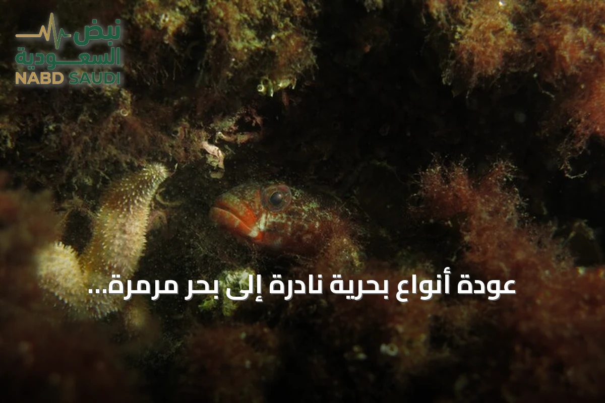 عودة أنواع بحرية نادرة إلى بحر مرمرة.. غواصون يوثقون المشهد