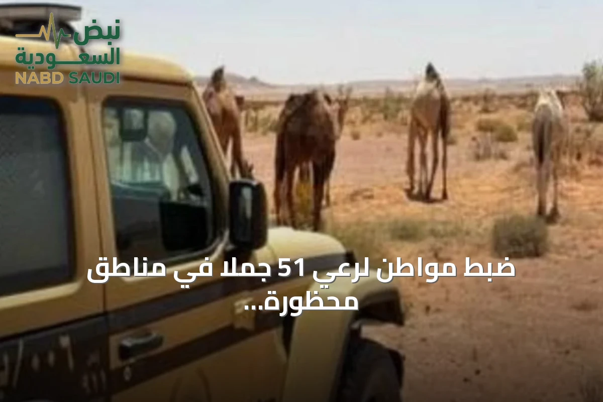 ضبط مواطن لرعي 51 جملًا في مناطق محظورة داخل محمية الملك عبدالعزيز الملكية