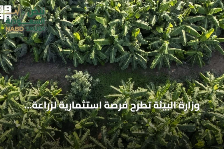 وزارة البيئة تطرح فرصة استثمارية لزراعة الفواكه الاستوائية ببيش بجازان