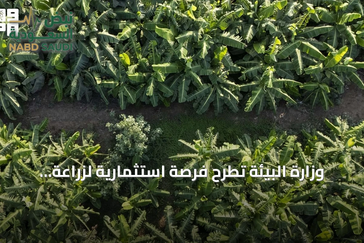 وزارة البيئة تطرح فرصة استثمارية لزراعة الفواكه الاستوائية ببيش بجازان