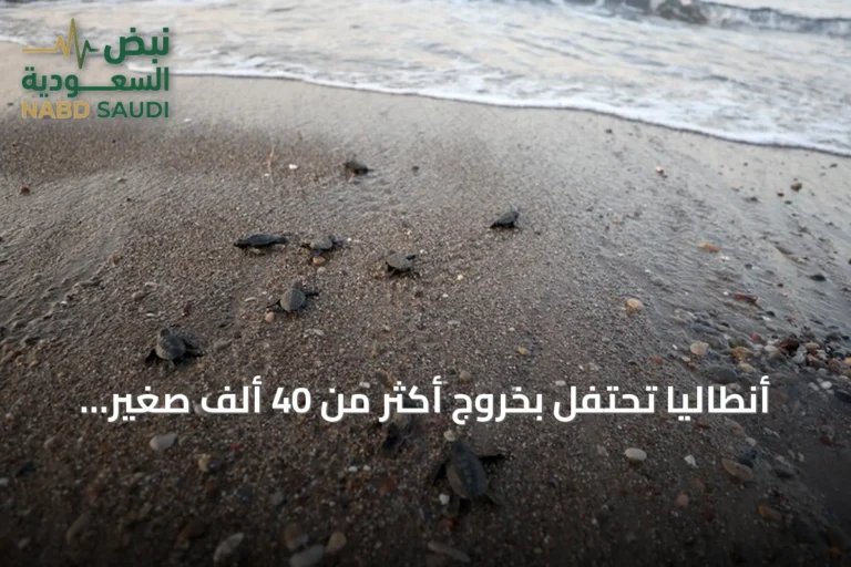 أنطاليا تحتفل بخروج أكثر من 40 ألف صغير من سلاحف كاريتا كاريتا إلى البحر