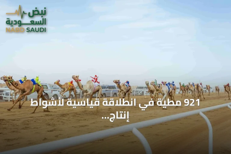 921 مطية في انطلاقة قياسية لأشواط إنتاج السعودية بمهرجان ولي العهد للهجن