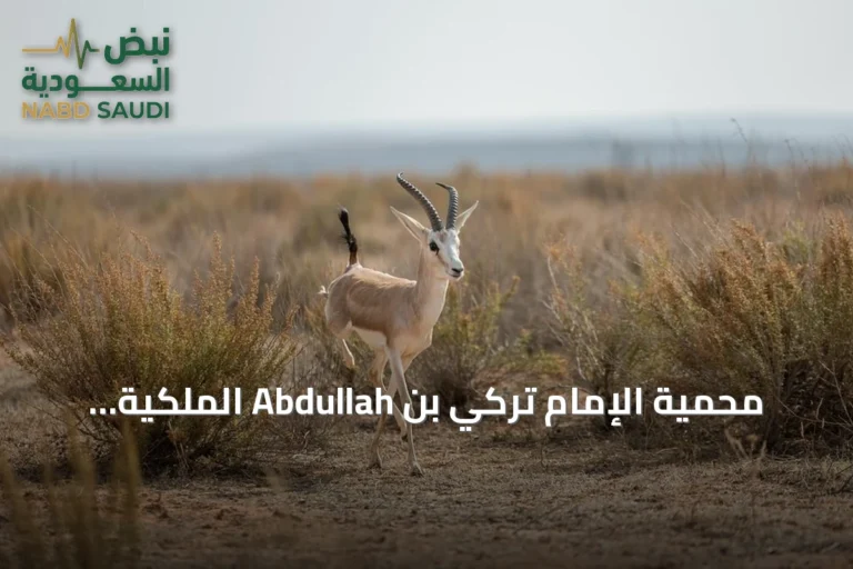 محمية الإمام تركي بن Abdullah الملكية تحتضن تنوعاً بيئياً استثنائياً في شمال المملكة