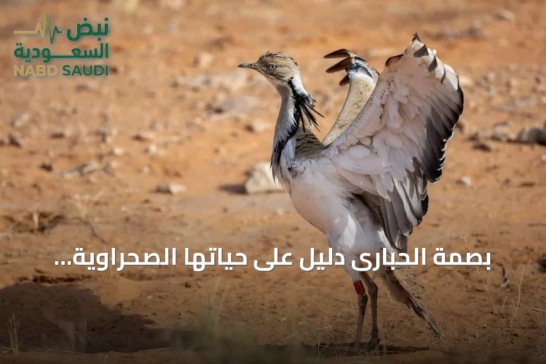 بصمة الحبارى دليل على حياتها الصحراوية وأداة للصون البيئي