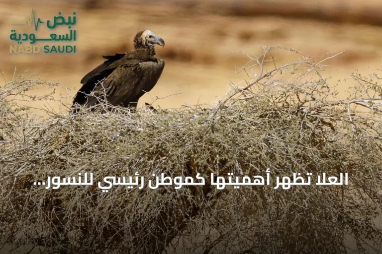 العُلا تُظهر أهميتها كموطن رئيسي للنسور وتواصل جهود حماية الأنواع المهددة