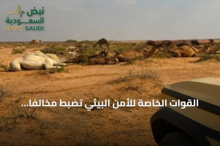 القوات الخاصة للأمن البيئي تضبط مخالفًا لرعي الإبل في محمية الإمام تركي بن عبدالله الملكية
