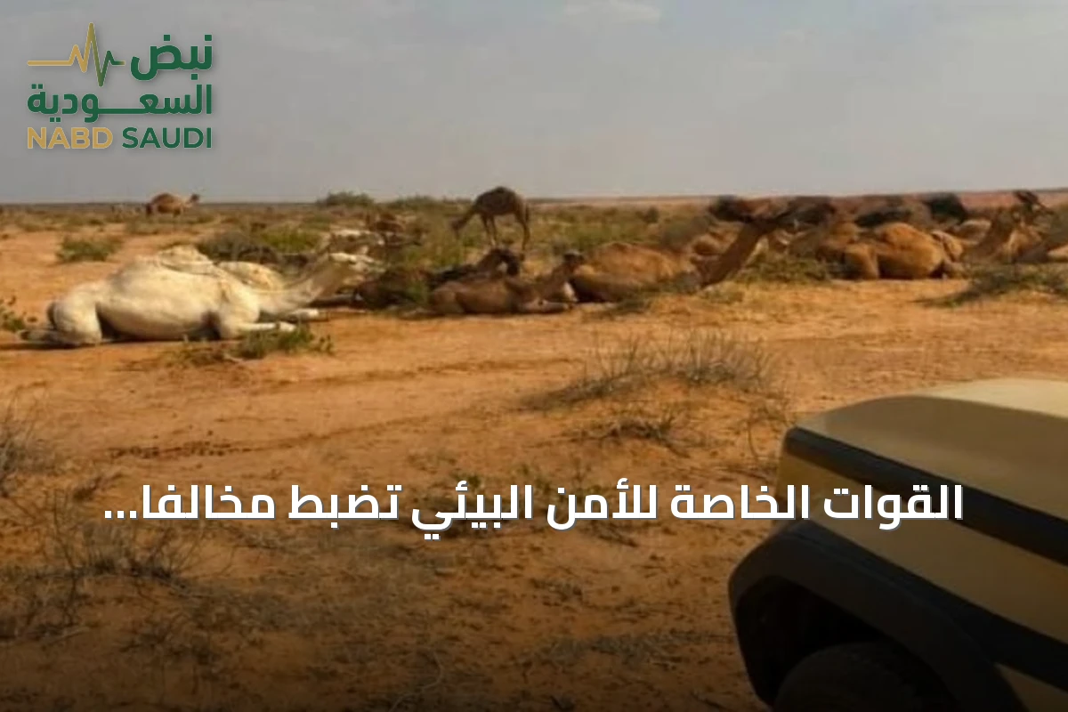 القوات الخاصة للأمن البيئي تضبط مخالفًا لرعي الإبل في محمية الإمام تركي بن عبدالله الملكية