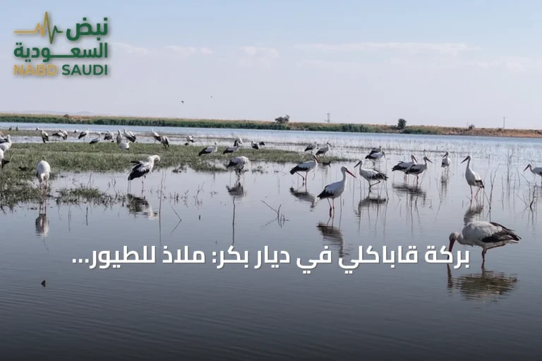 بركة قاباكلي في ديار بكر: ملاذ للطيور المهاجرة بعد امتلائها بمياه الشتاء