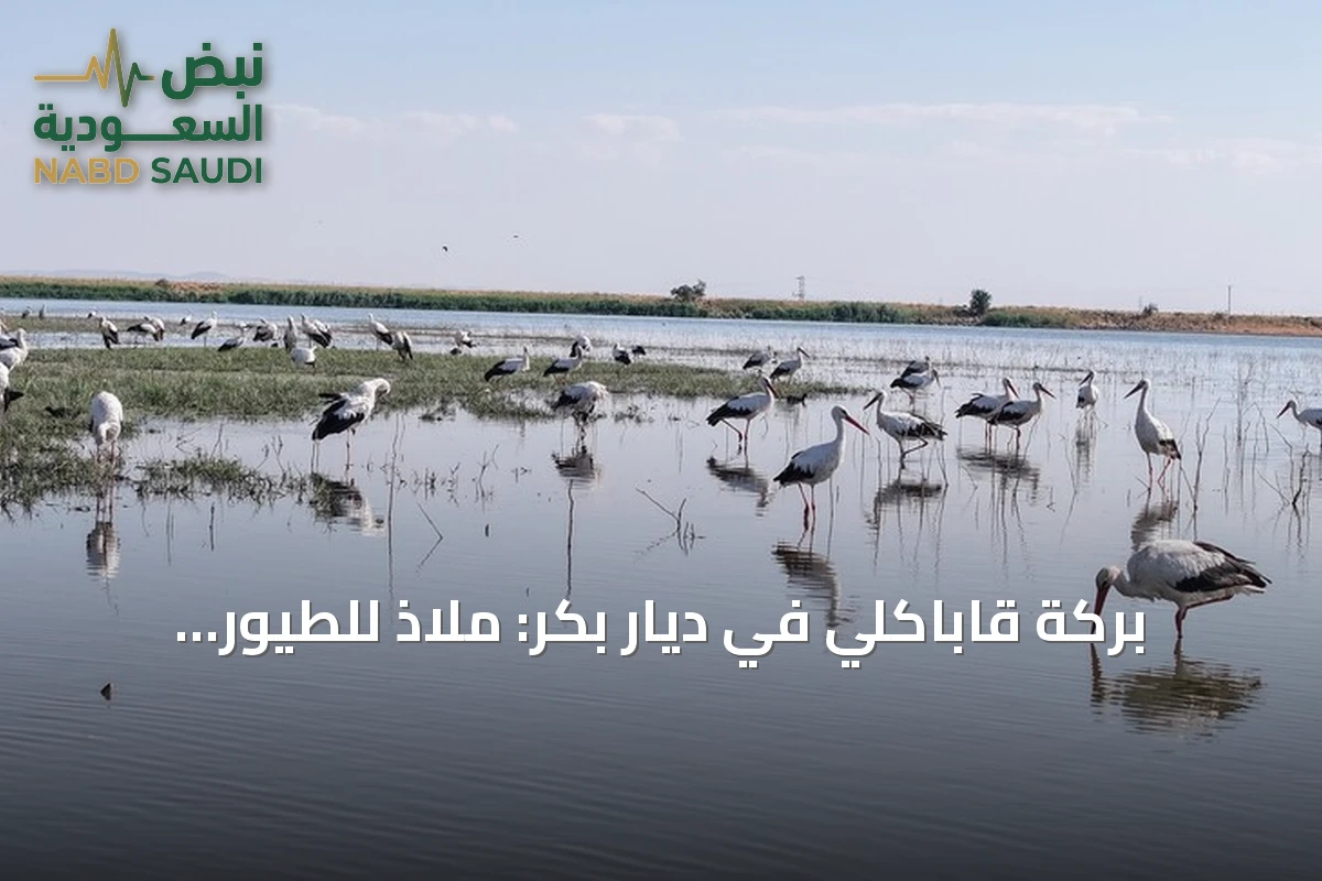 بركة قاباكلي في ديار بكر: ملاذ للطيور المهاجرة بعد امتلائها بمياه الشتاء