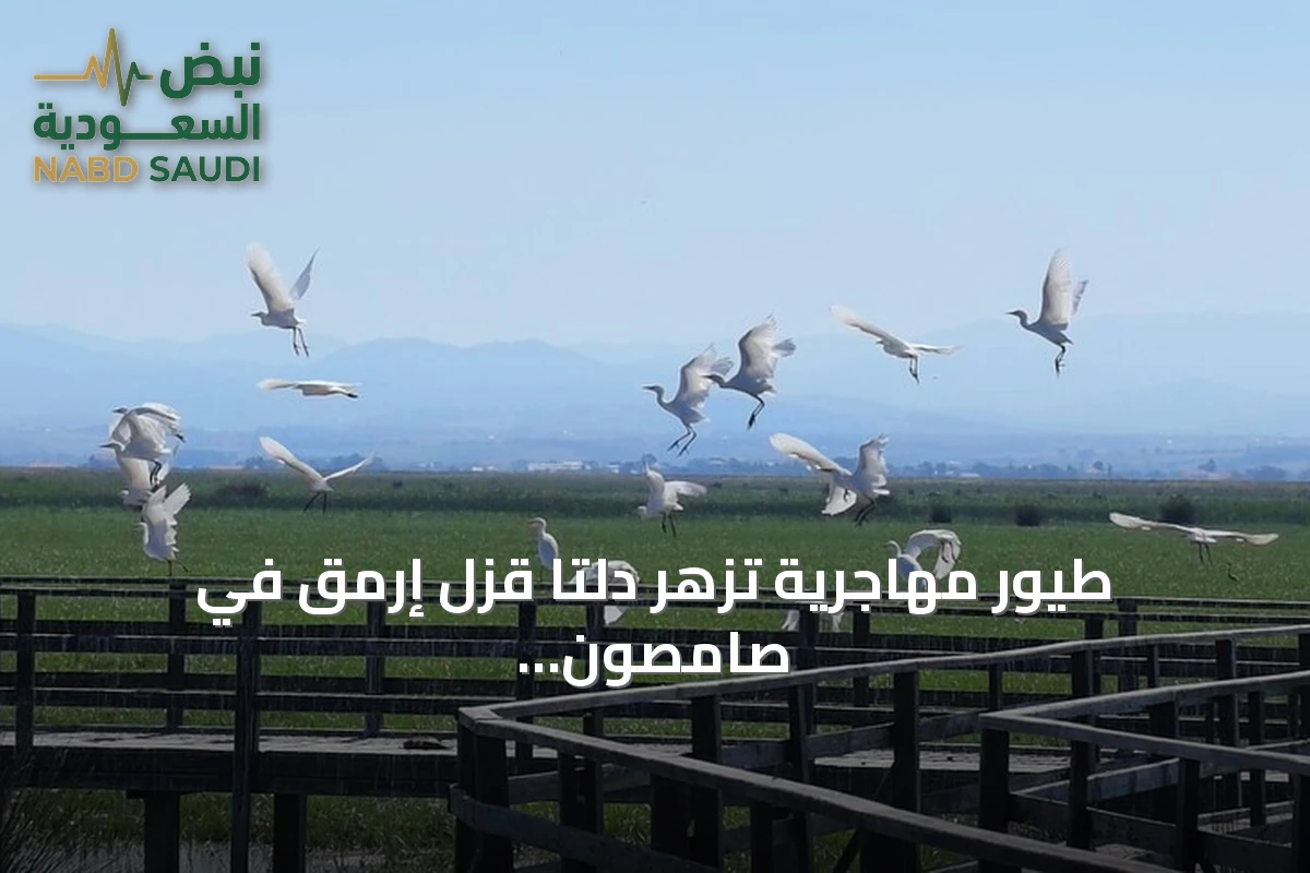 طيور مهاجرية تزهر دلتا قزل إرمق في صامصون التركية