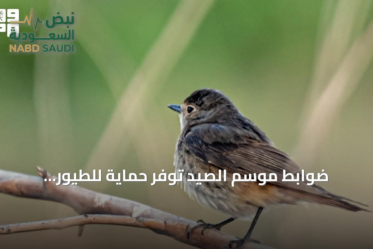 ضوابط موسم الصيد توفر حماية للطيور المهاجرة في منطقة الحدود الشمالية