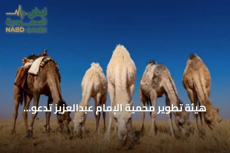 هيئة تطوير محمية الإمام عبدالعزيز تدعو لالتزام مواعيد خروج المراعي لحماية الغطاء النباتي