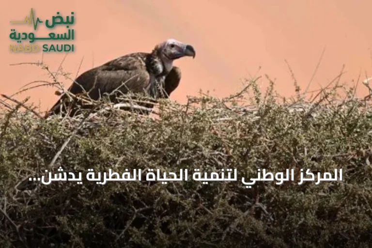 المركز الوطني لتنمية الحياة الفطرية يدشّن أول دليل إرشادي معتمد دولياً لمحطات تغذية النسور