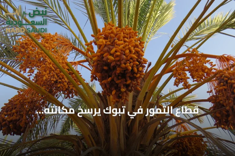 قطاع التمور في تبوك يرسّخ مكانته الاقتصادية ويستقطب استثمارات جديدة