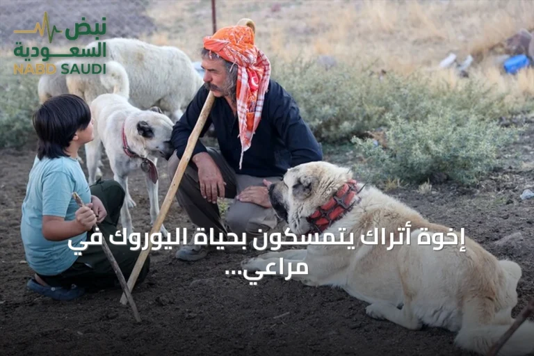 إخوة أتراك يتمسكون بحياة اليوروك في مراعي أفيون قرا حصار