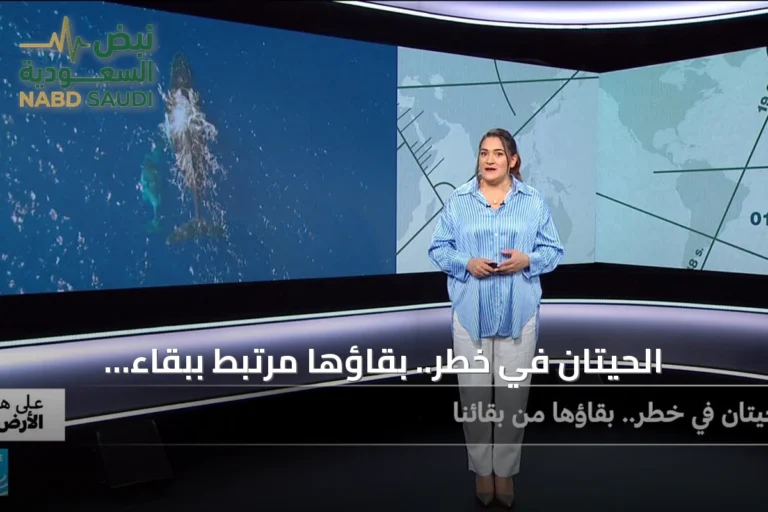 الحيتان في خطر.. بقاؤها مرتبط ببقاء الإنسان