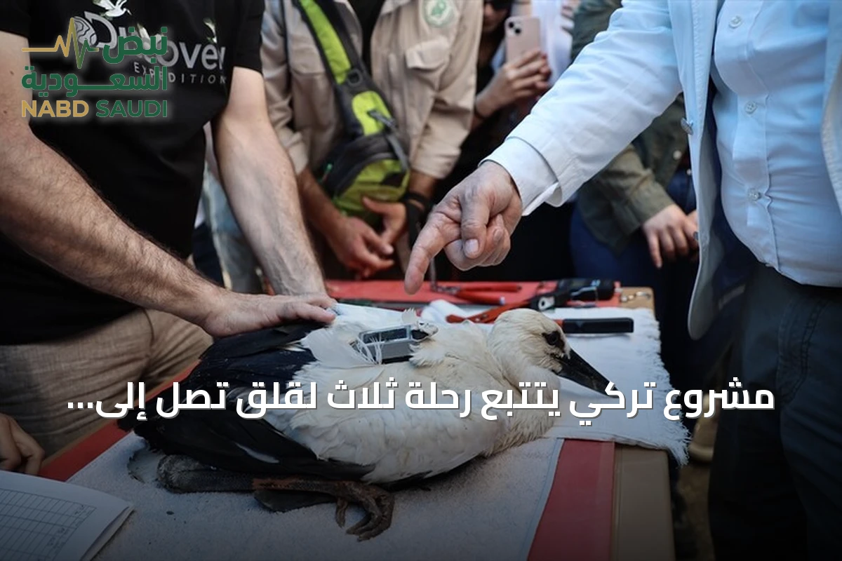 مشروع تركي يتتبع رحلة ثلاث لقلق تصل إلى سوريا ومصر
