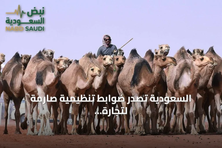 السعودية تصدر ضوابط تنظيمية صارمة لتجارة الإبل تحمي الملاك وتعزز الرفق بالحيوان