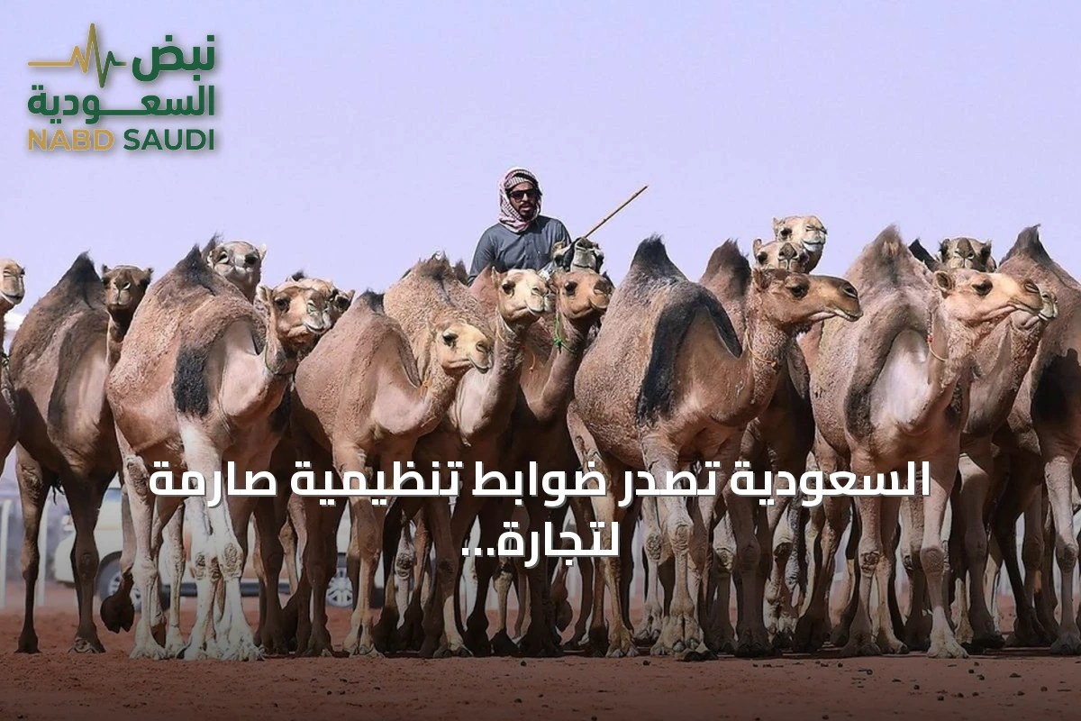 السعودية تصدر ضوابط تنظيمية صارمة لتجارة الإبل تحمي الملاك وتعزز الرفق بالحيوان