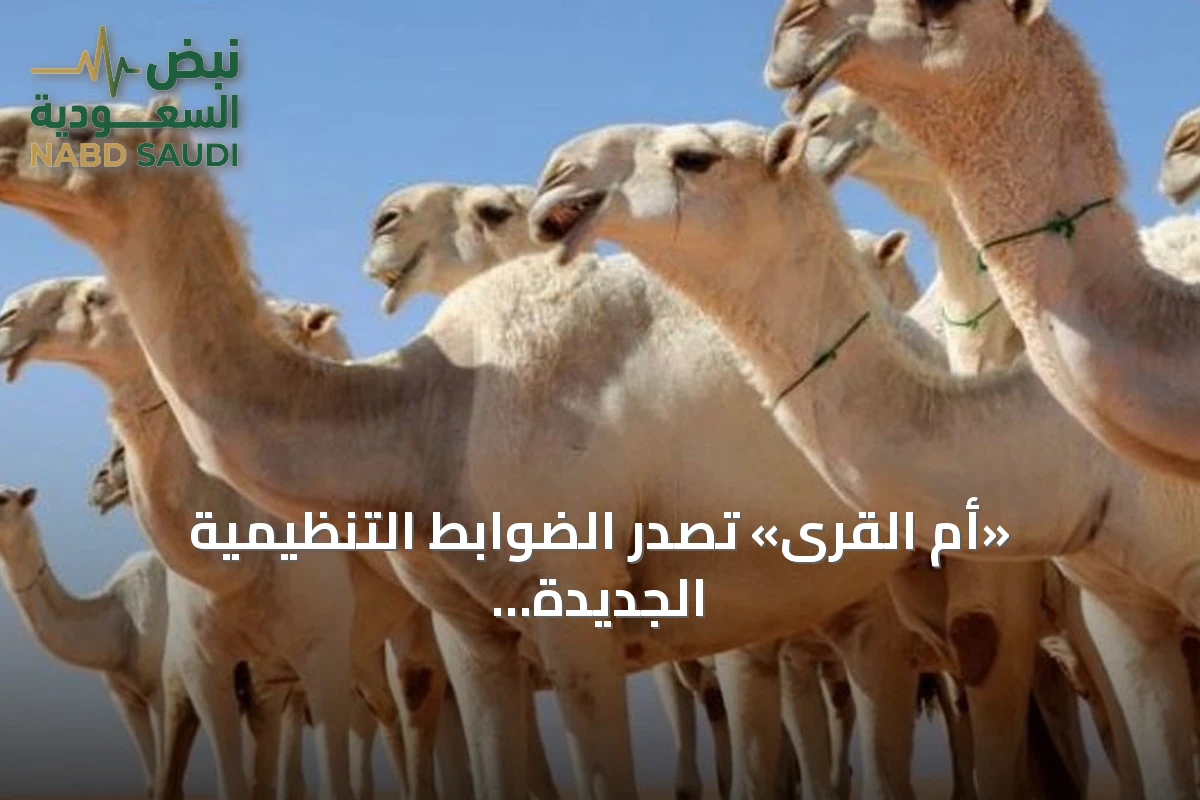 «أم القرى» تصدر الضوابط التنظيمية الجديدة لتجارة الإبل في المملكة