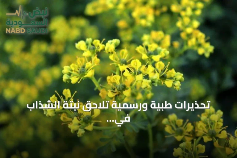 تحذيرات طبية ورسمية تلاحق نبتة الشذاب في السعودية