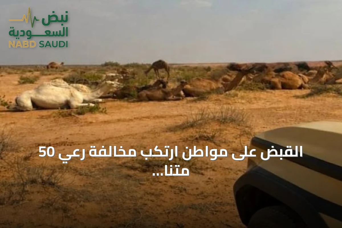 القبض على مواطن ارتكب مخالفة رعي 50 متنًا من الإبل في محمية الإمام عبدالعزيز بن محمد الملكية