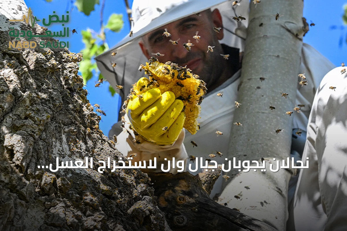نحّالان يجوبان جبال وان لاستخراج العسل البري من تجاويف الأشجار