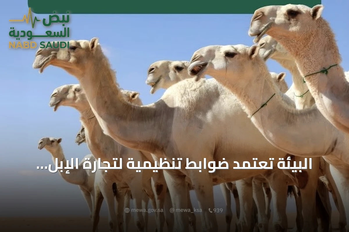 البيئة تعتمد ضوابط تنظيمية لتجارة الإبل بهدف تطوير القطاع وحماية الحقوق
