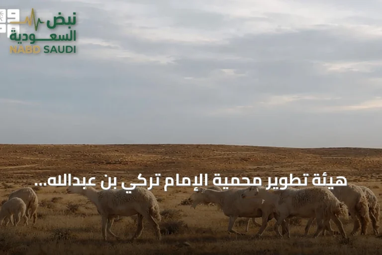 هيئة تطوير محمية الإمام تركي بن عبدالله تنتهي من المرحلة الثالثة لبرنامج الرعي الموسمي 2026