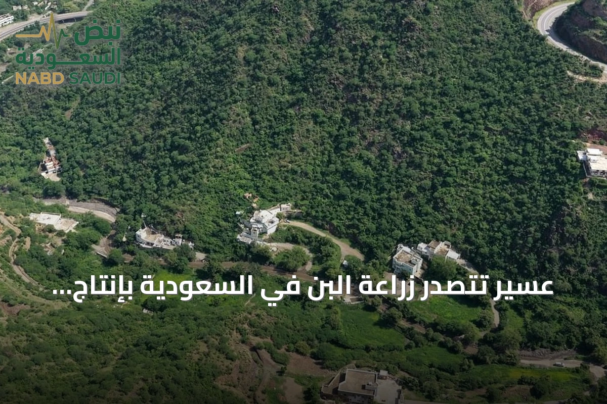 عسير تتصدر زراعة البن في السعودية بإنتاج قياسي ومبادرات مستدامة