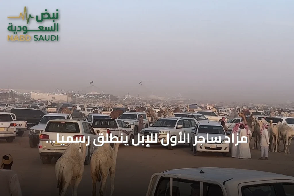 مزاد ساجر الأول للإبل ينطلق رسمياً ومبيعات اليوم الأول تتجاوز 5 ملايين ريال