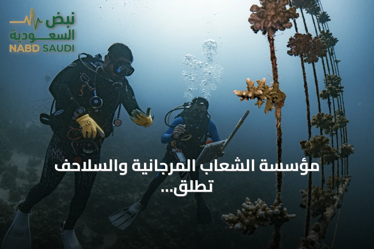 مؤسسة الشعاب المرجانية والسلاحف تُطلق مشروع إكثار الشعاب المرجانية في جدة