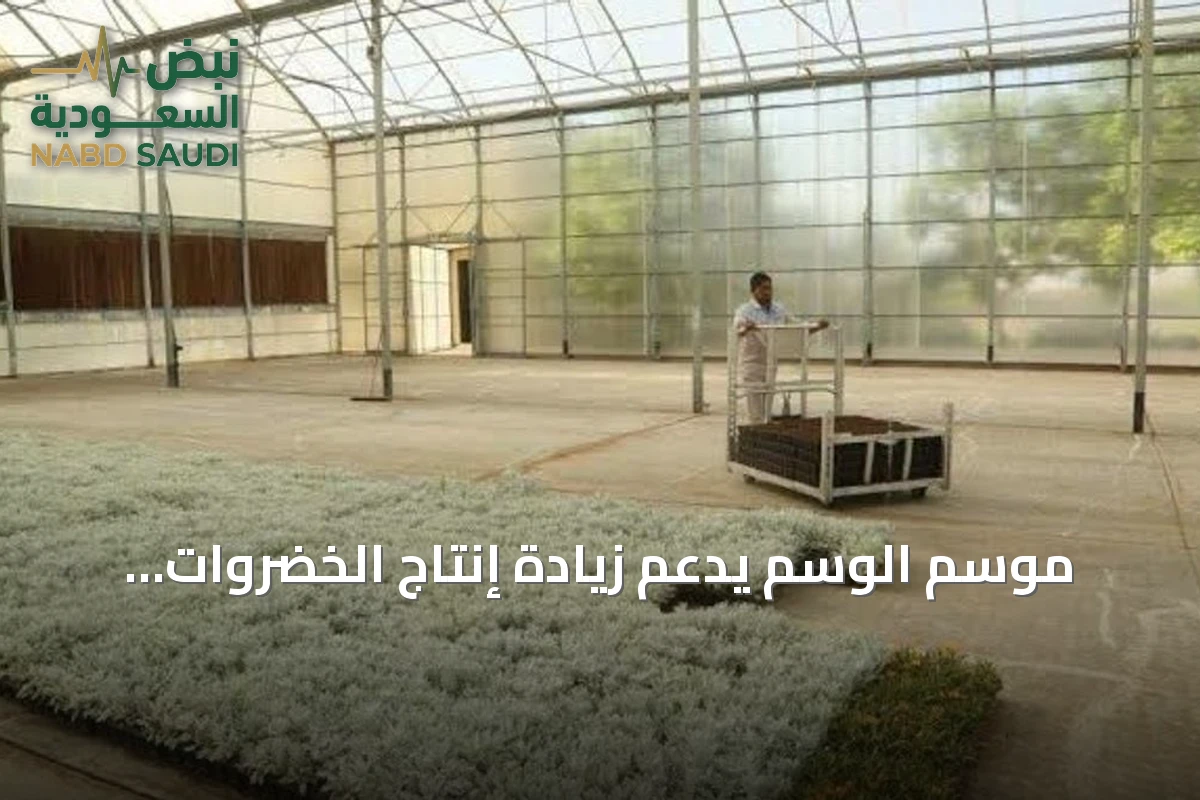 موسم الوسم يدعم زيادة إنتاج الخضروات الشتوية بمنطقة القصيم